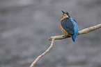 kingfisher