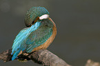 kingfisher