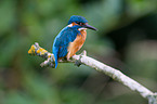 common river kingfisher