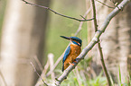 common kingfisher