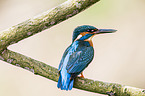 common kingfisher