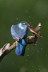 Kingfisher