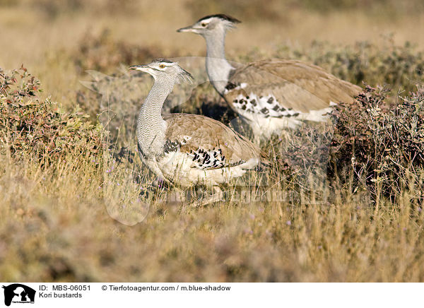 Riesentrappen / Kori bustards / MBS-06051