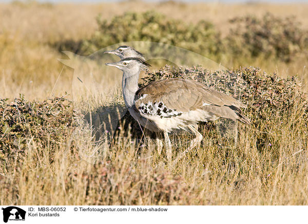 Riesentrappen / Kori bustards / MBS-06052