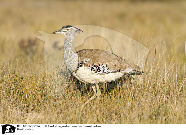 Riesentrappe / Kori bustard / MBS-06054