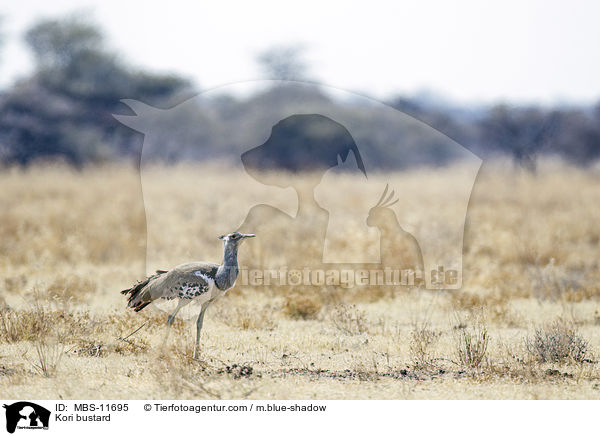 Riesentrappe / Kori bustard / MBS-11695