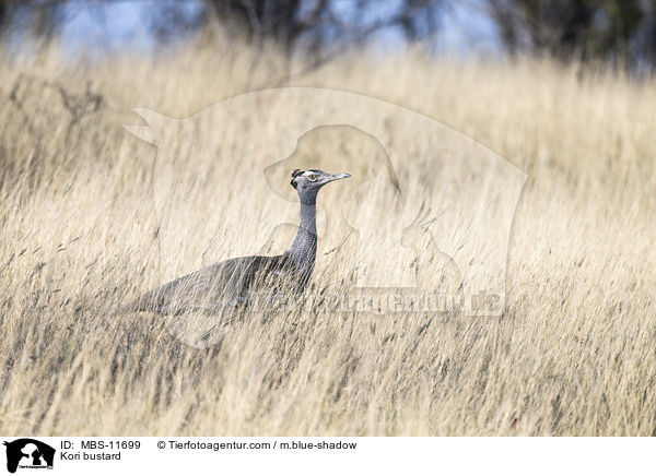 Riesentrappe / Kori bustard / MBS-11699