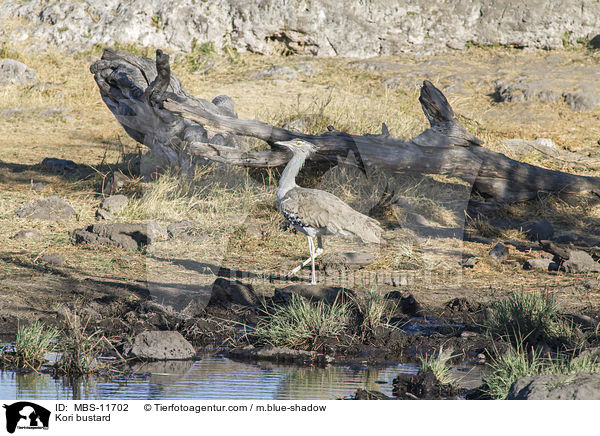 Kori bustard / MBS-11702