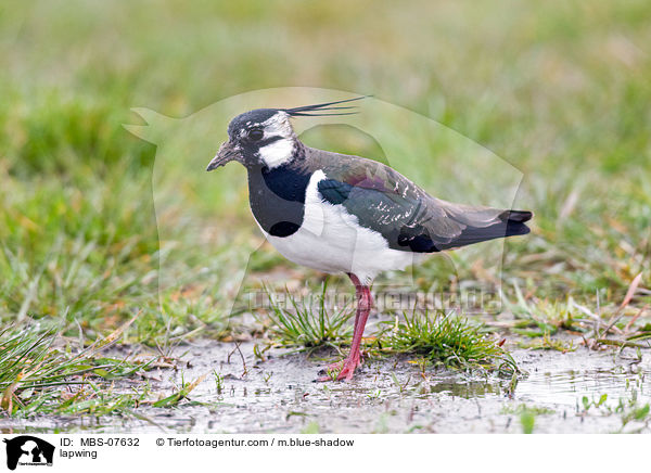 Kiebitz / lapwing / MBS-07632