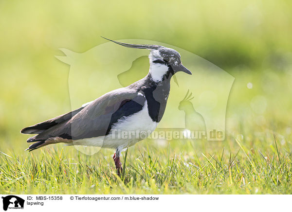 Kiebitz / lapwing / MBS-15358