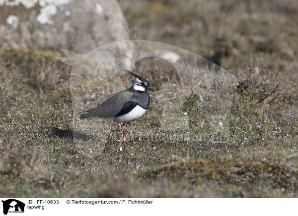 Kiebitz / lapwing / FF-10633