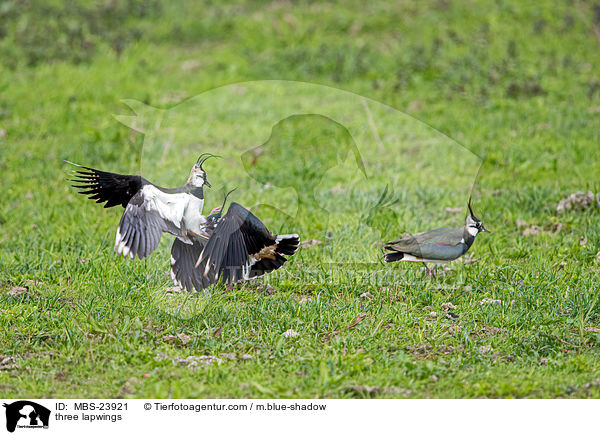 Drei Kiebitze / three lapwings / MBS-23921