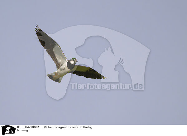 lapwing / THA-10681