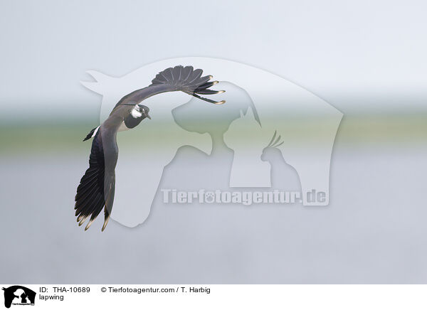 Kiebitz / lapwing / THA-10689