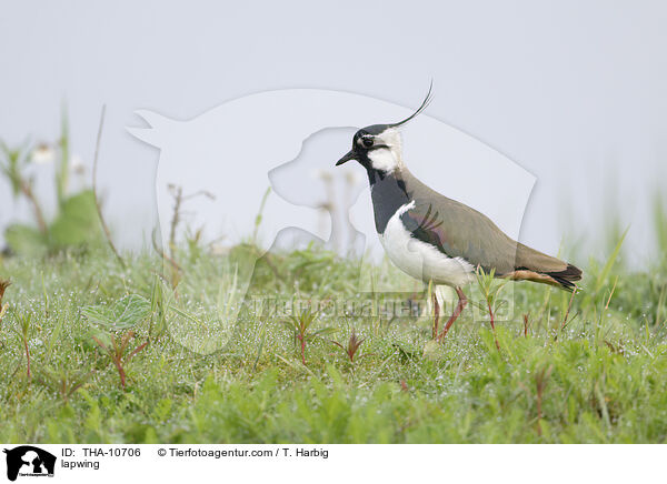 Kiebitz / lapwing / THA-10706