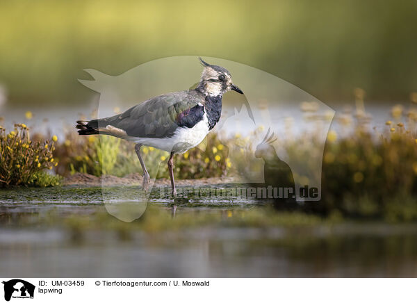 Kiebitz / lapwing / UM-03459