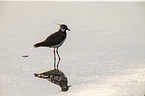 lapwing