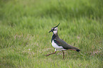 lapwing