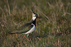 walking Lapwing