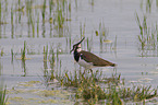 lapwing