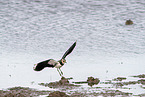 lapwing