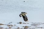 lapwing