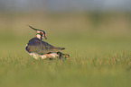 lapwing