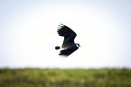 lapwing