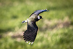 lapwing