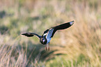 lapwing