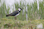 lapwing