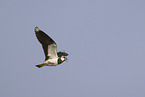 lapwing