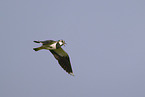 lapwing