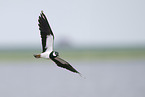 lapwing