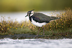 lapwing