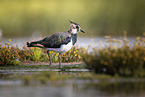 lapwing