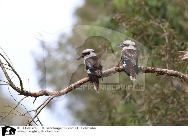 sitting Laughing Kookaburra / FF-08760