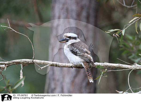 sitting Laughing Kookaburra / FF-08761