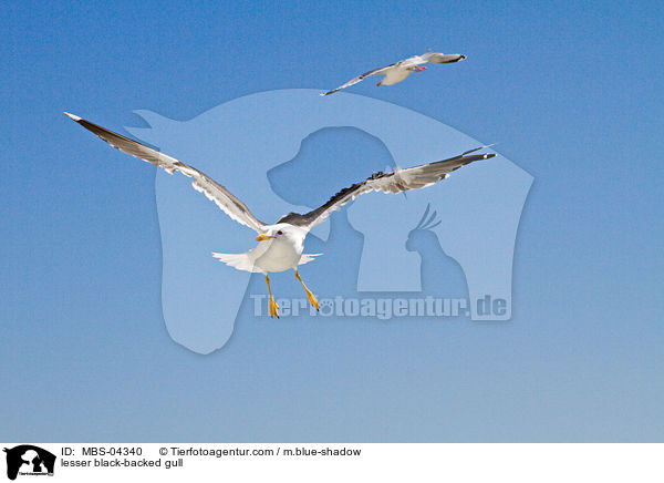 Heringsmwe / lesser black-backed gull / MBS-04340