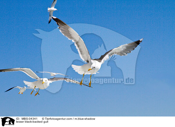 Heringsmwe / lesser black-backed gull / MBS-04341