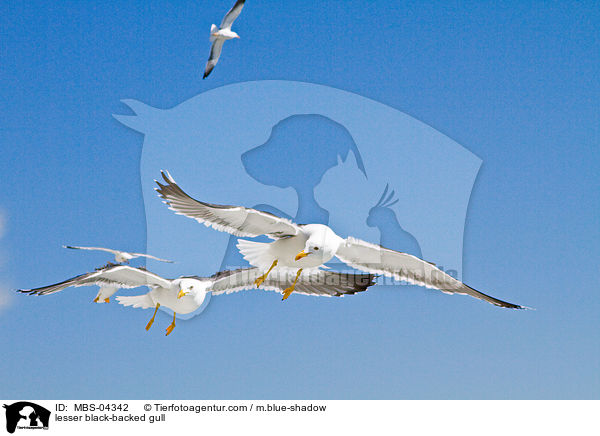 Heringsmwe / lesser black-backed gull / MBS-04342