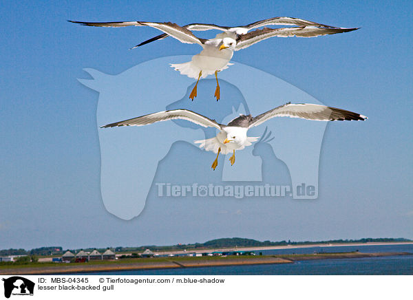 Heringsmwe / lesser black-backed gull / MBS-04345