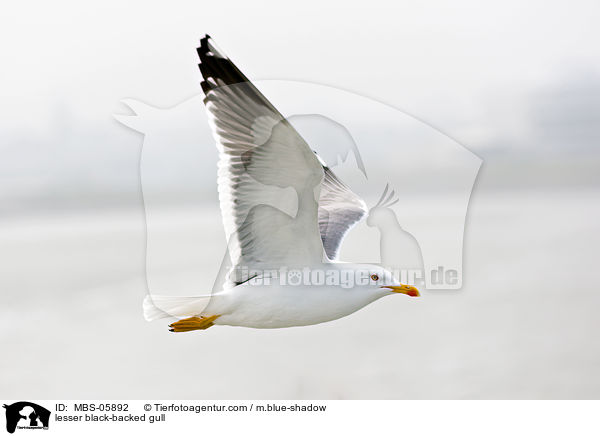 Heringsmwe / lesser black-backed gull / MBS-05892