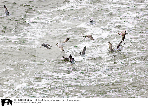Heringsmwe / lesser black-backed gull / MBS-05895