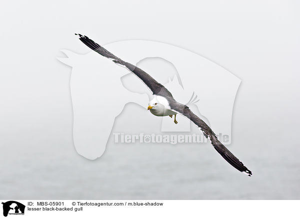Heringsmwe / lesser black-backed gull / MBS-05901