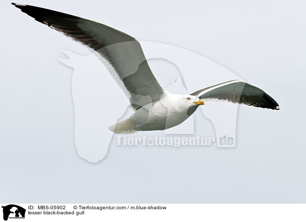 Heringsmwe / lesser black-backed gull / MBS-05902