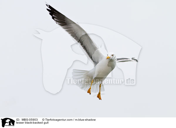 Heringsmwe / lesser black-backed gull / MBS-05903