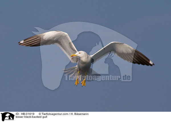 Heringsmwe / lesser black-backed gull / HB-01619