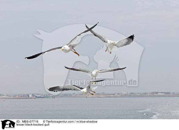 Heringsmwe / lesser black-backed gull / MBS-07716