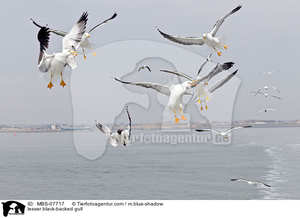 Heringsmwe / lesser black-backed gull / MBS-07717